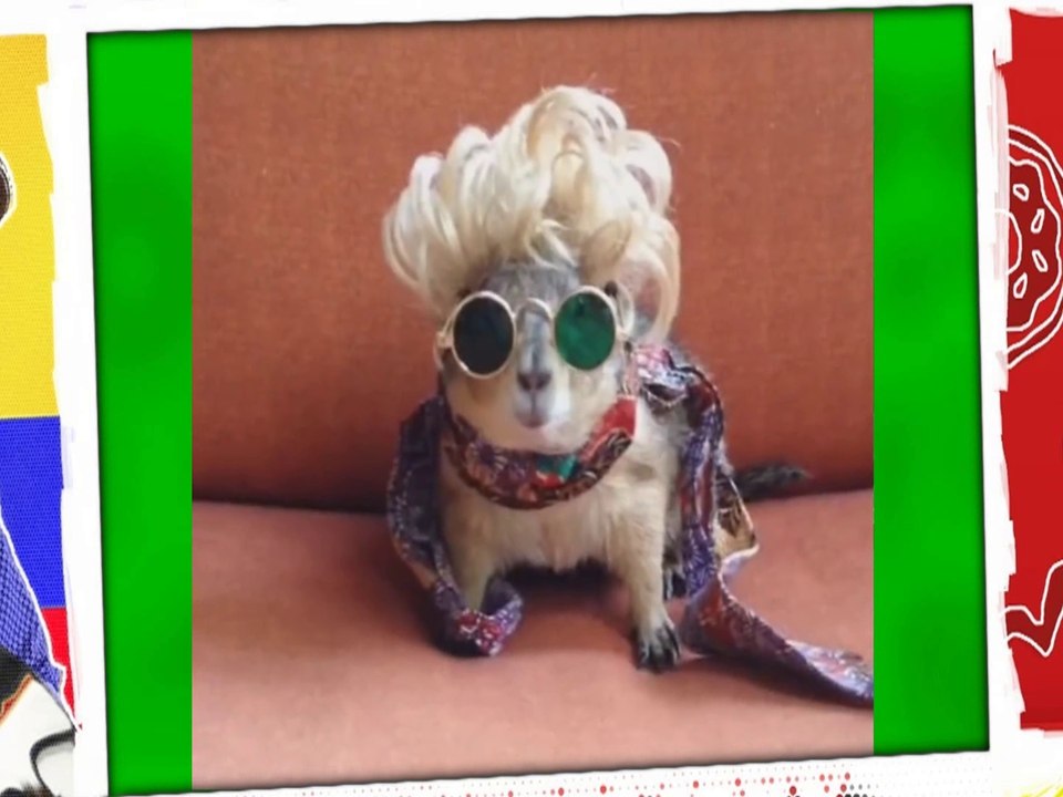 TE RETO A MIRAR ESTOS ANIMALITOS MUY GRACIOSOS Y TIERNOS SIN QUE TE RIAS