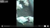 Ces poules mangent... une poule !! Grève des transports au Brésil dans l'agriculture !