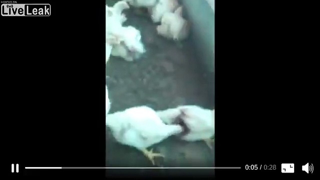 Ces poules mangent... une poule !! Grève des transports au Brésil dans l'agriculture !