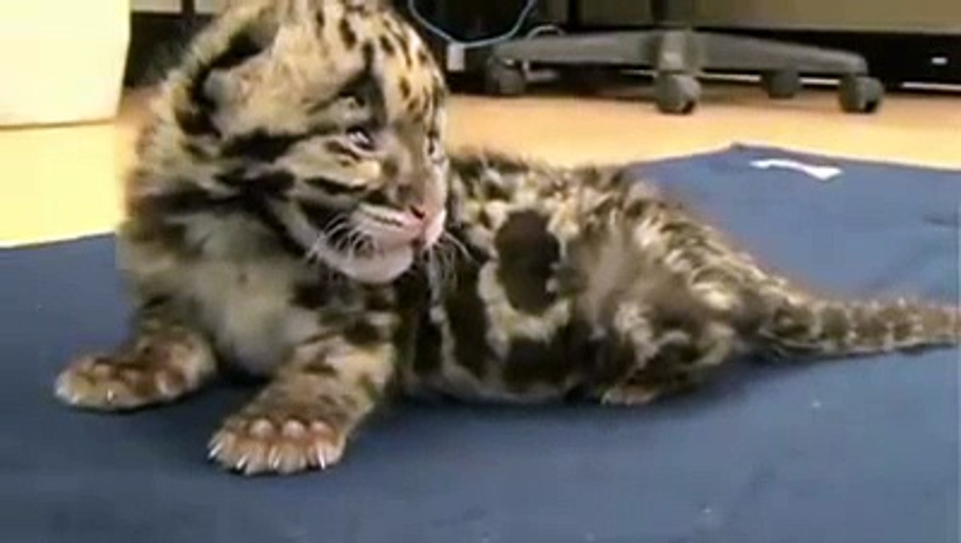 Rugissement D Un Bebe Leopard Tellement Mignon Video Dailymotion