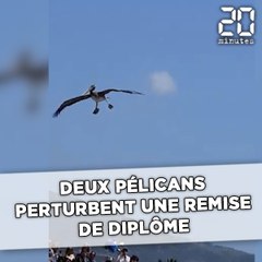 Deux pélicans perturbent une remise de diplômes aux États-Unis