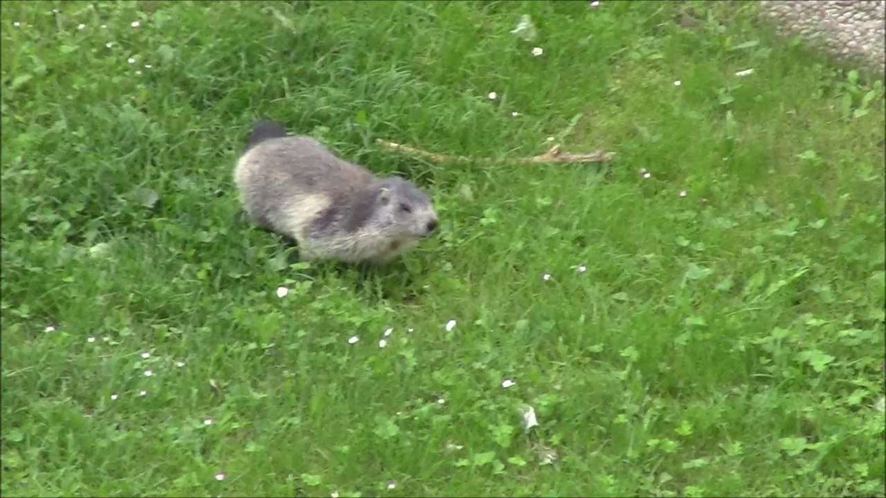 A Annecy, la marmotte court toujours