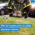 Une maman renarde sauvée par un chien près du Havre