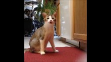 Allergie : Ce pauvre chat n'arrête pas d'éternuer !