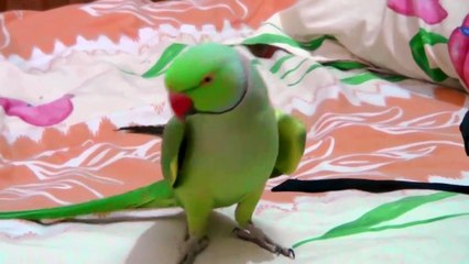 Sammy-The talking Indian Ring-neck parrot