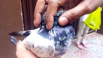 How to pair up Pigeons for breeding - k jora kaise lagae -by Raja Farhan golden kamager Cross