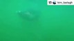 Wow, @kim_tastagh was lucky enough to catch this amazing video of the second largest shark in the world off the Island's coast! Don't worry though, they're frie