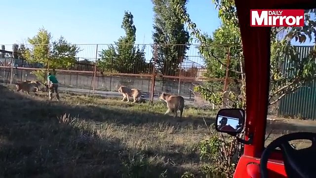 Brave zoo keeper fearlessly stops lion bullying lioness - by hitting him on the head with a SLIPPER