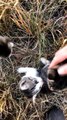 Ten Kittens Rescued Along Road