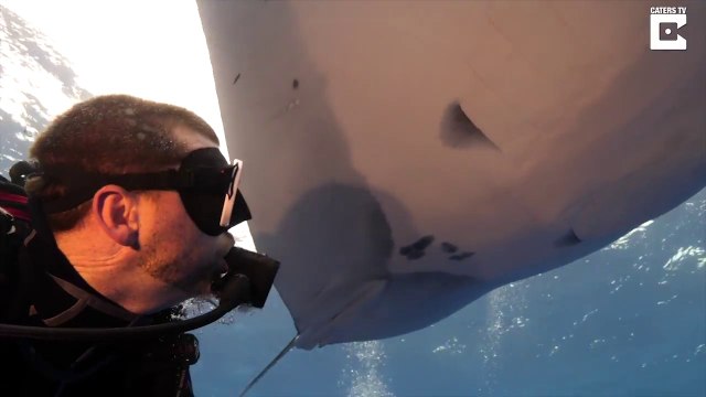 Ce plongeur nage avec une raie manta énorme... Experience magnifique