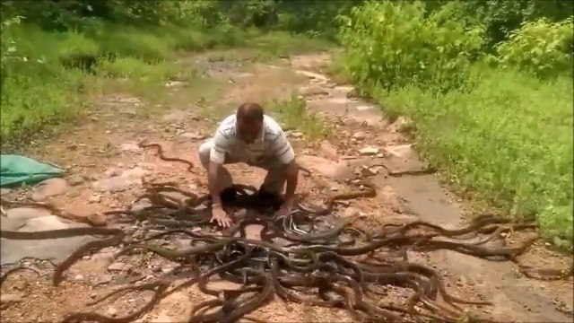 Remise en libertés de centaines de serpents. Impressionnant