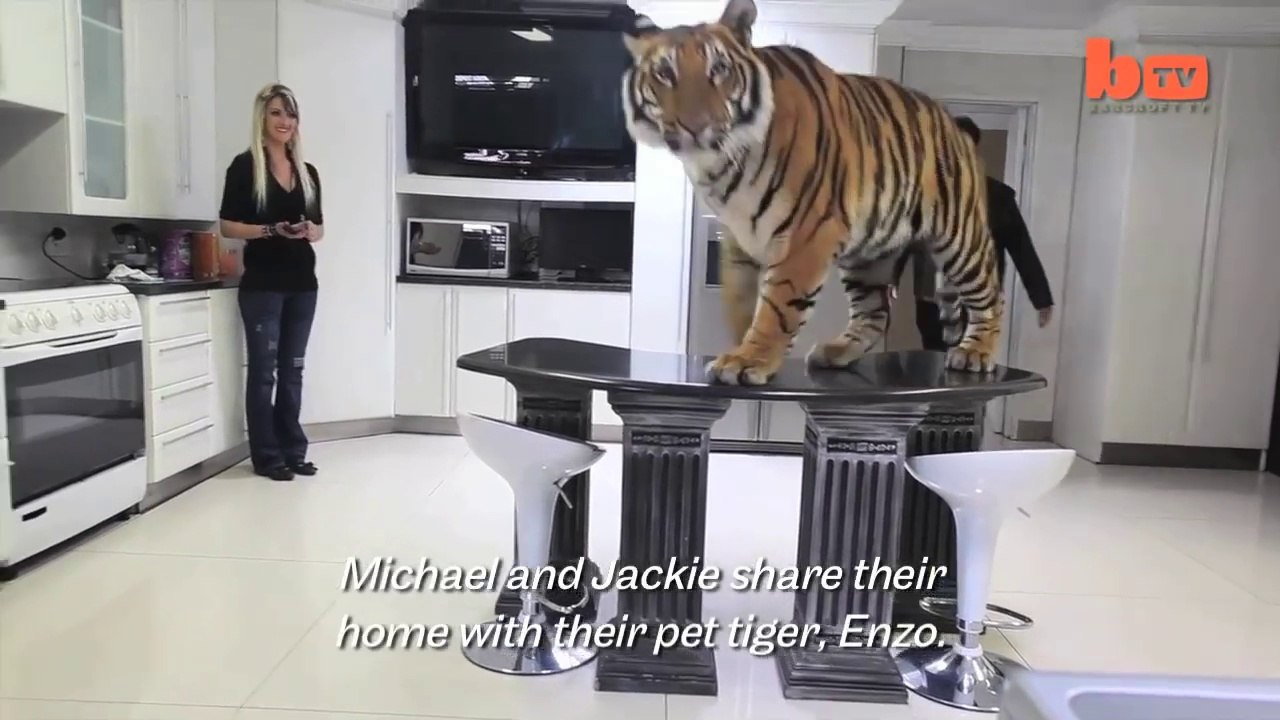 Avoir un tigre de compagnie à la maison - Vidéo Dailymotion