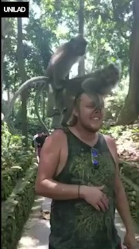 2 singes en pleine action sur la tête d'un touriste... tranquille