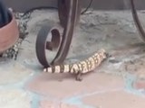 GILA MONSTER! Spotted crawling on front porch in Carefree - ABC15 Digital