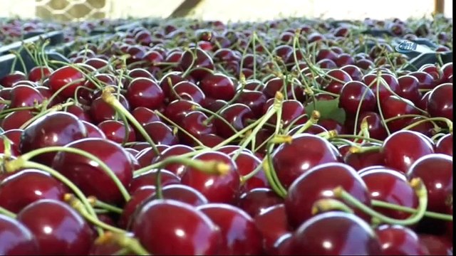Kiraz Fiyatlarında Düşüş Vatandaşa Yaradı