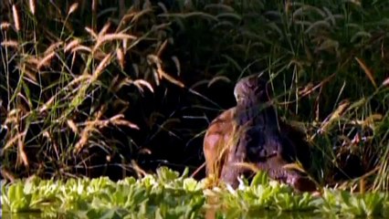 Saltwater crocodile destroys wallaby