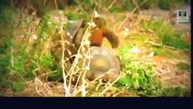 Snake Documentary Snake Documentary Amazing Life of Turtles and Tortoises - Nature Documentary Fil