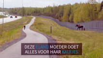 Fietser gaat neer door eland in Alaska