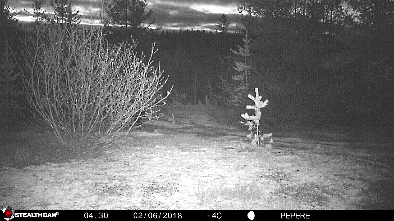 02-06-2018-Un ours passe de nuit