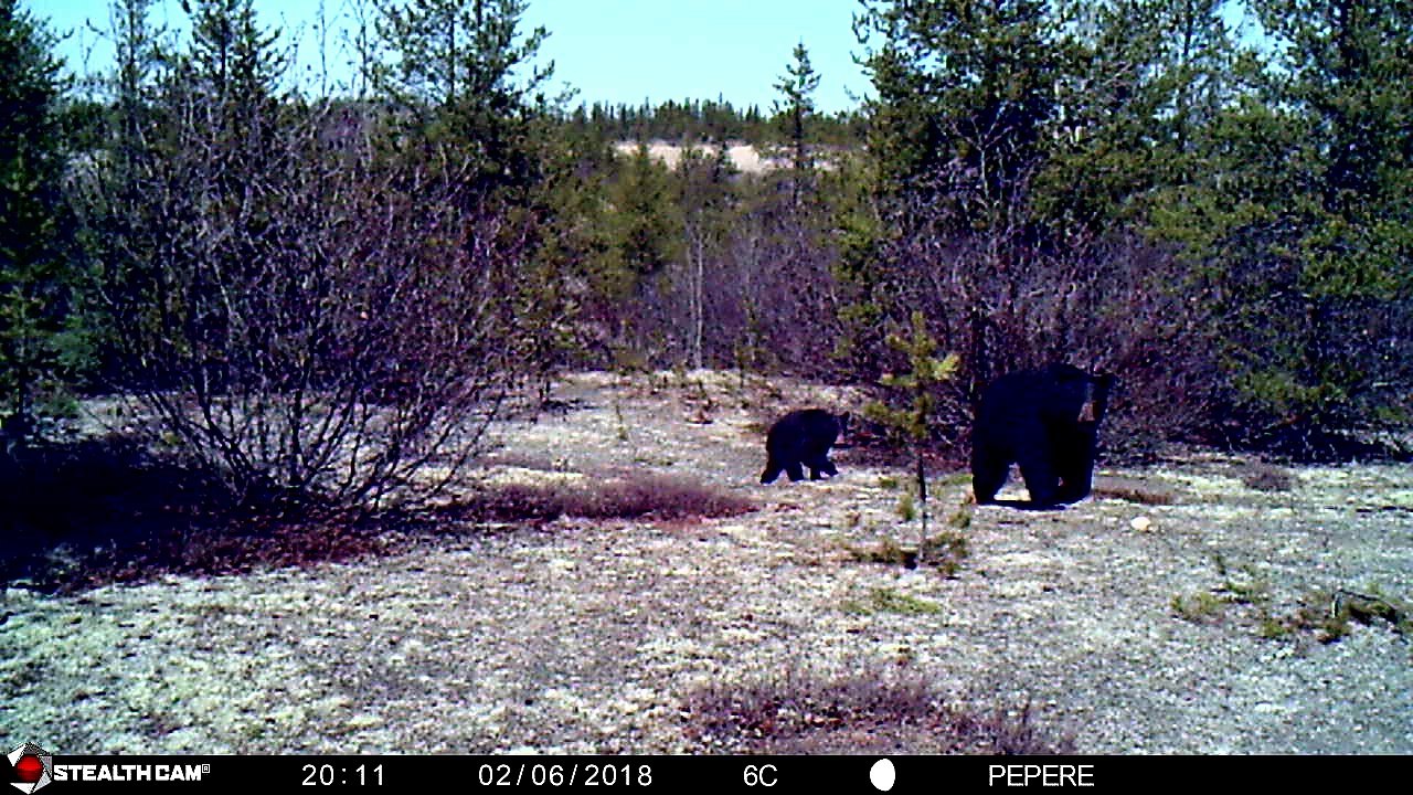 02-06-2018 - Une ourse avec son petit