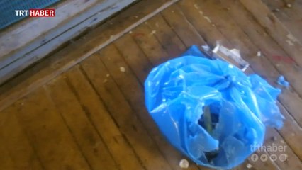 Yiyecek arayan kutup ayısı Norveç'te bir otele girdi