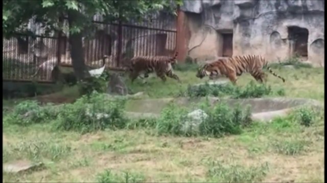 Un oiseau tient tête à 3 tigres... Courageux!