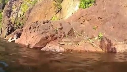 Un crocodile prend par surprise un nageur en lui sautant dessus...