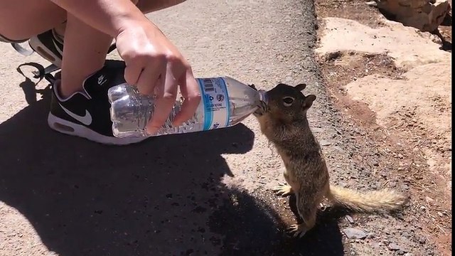 Cet écureuil assoiffé vient boire à la bouteille d'un touriste au Grand Canyon