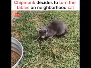 Quand un écureuil rend fou un chat... Bien joué