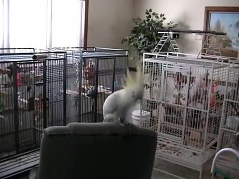 Ce perroquet est un gros fan de Queen - Another one bites the dust!!!!!