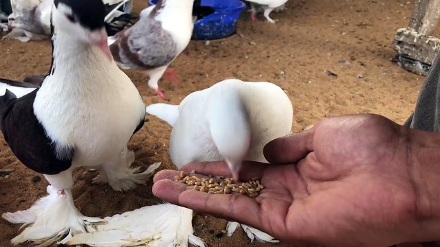 kerala fancy pigeon kollam