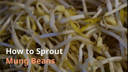 How to Sprout Mung Beans
