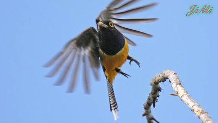 Loài chim làm tổ bên trong tổ ong