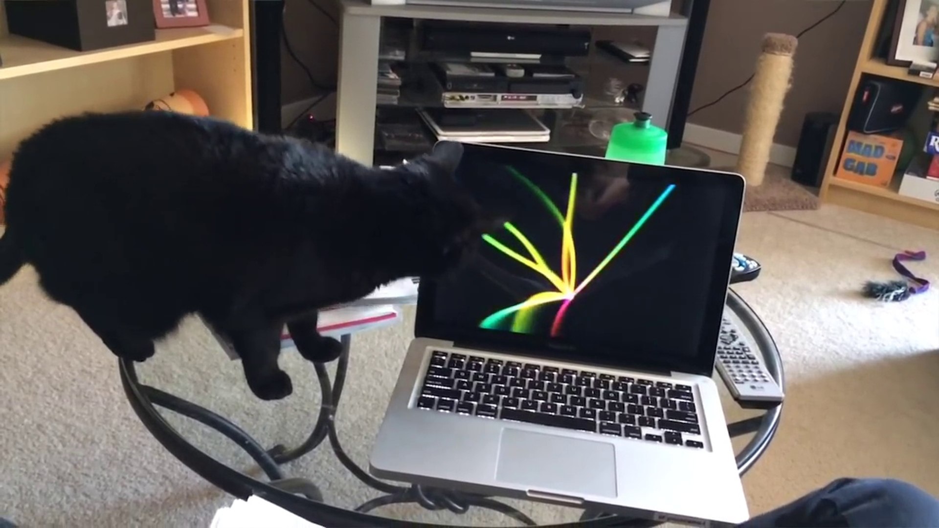 ⁣[PETS FOR KIDS] Ultimate TNTL Cats - Funny Pet Videos