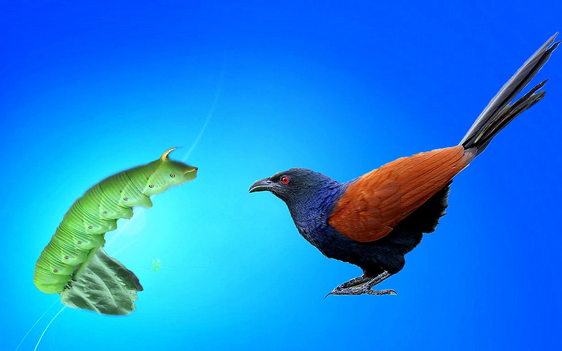 Green worm Vs Greater Coucal