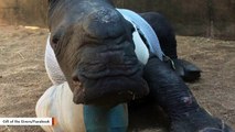 Baby Rhino Injured Trying To Protect His Mom From Poachers Is On The Mend