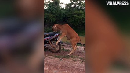 Cow Trying To Mount Motorbike