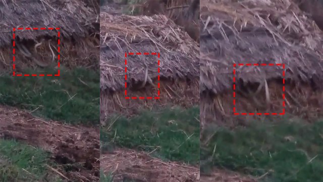 शिव मंदिर मे नहीं देखा होगा ऐसा नाग नागिन का डांस, देखें वीडियो