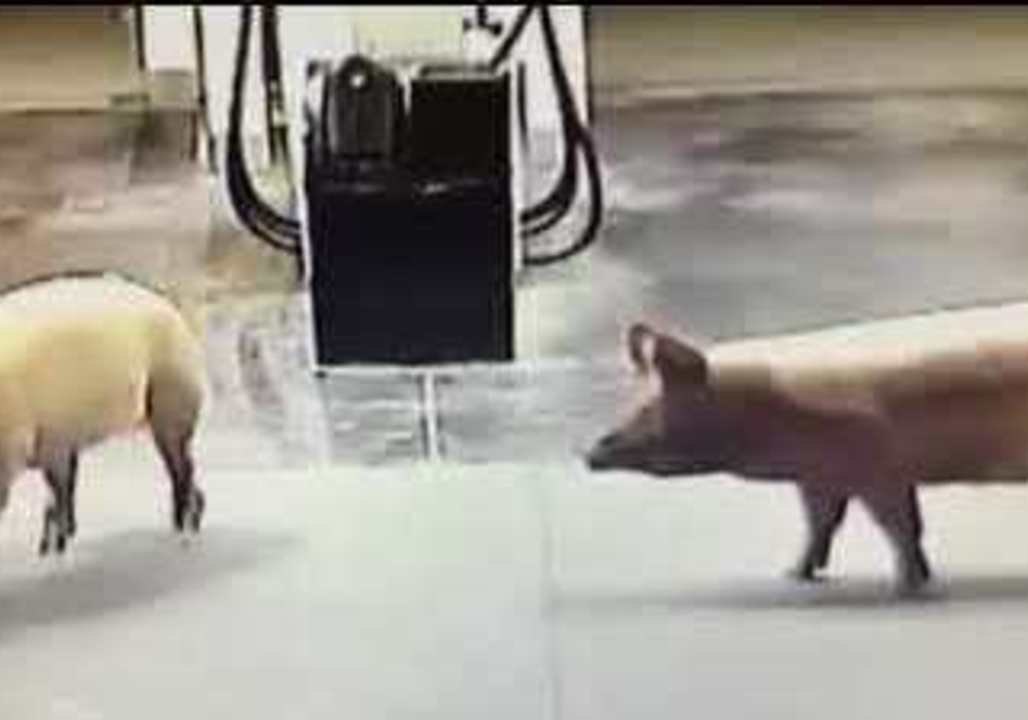 Escaped Pigs Enjoy Midnight Adventure at Gold Coast Petrol Station