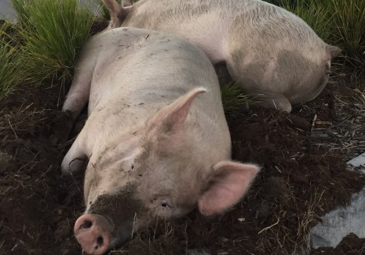 Escaped Pigs Found Napping at Petrol Station After Big Night Out