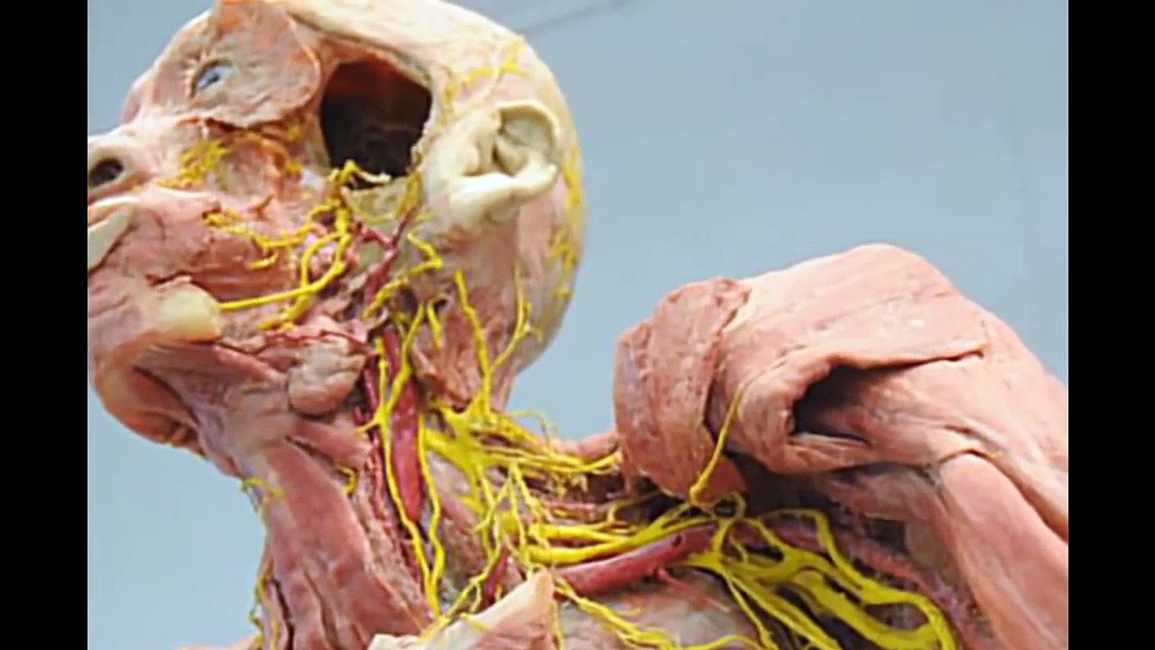 Museum of Human Body
