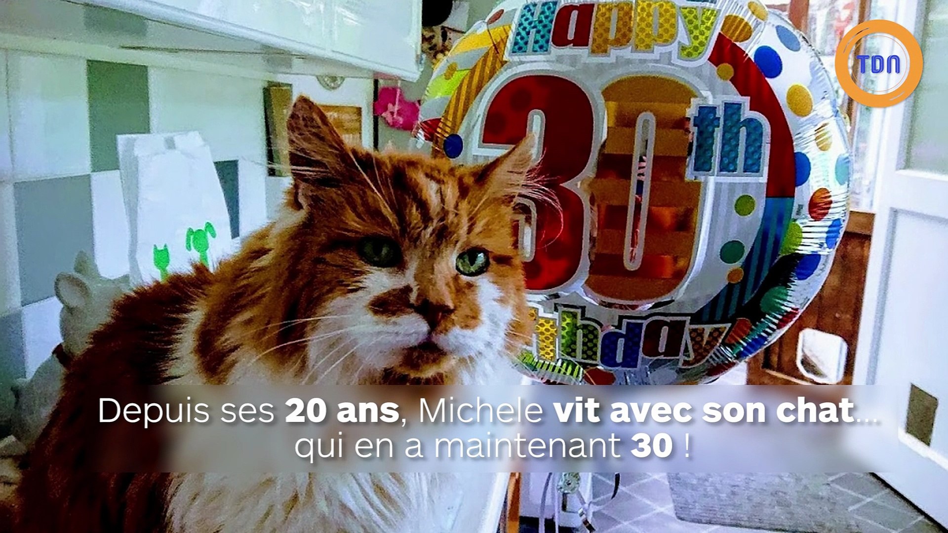 Ce Chat Est Le Plus Vieux Chat Vivant