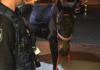 Woman Arrested for 'Drink Riding' a Horse to Liquor Store