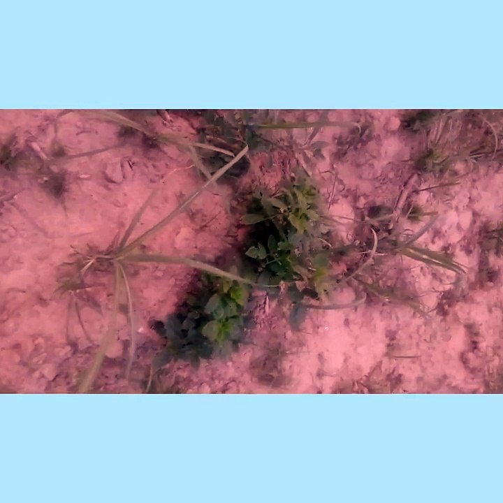 Co-crops cluster beans with sugarcane crops trench methods