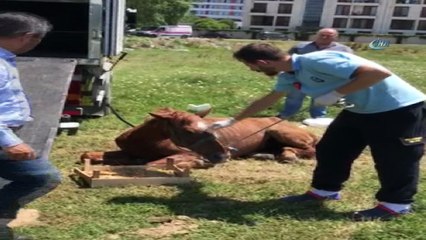 Göktürk'te ölüme terk edilen at kurtarıldı