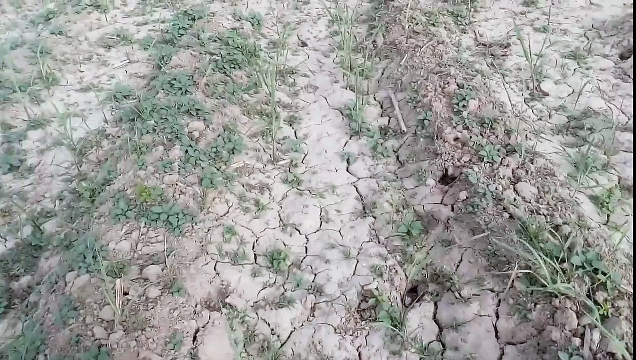 Trench method for sugarcane