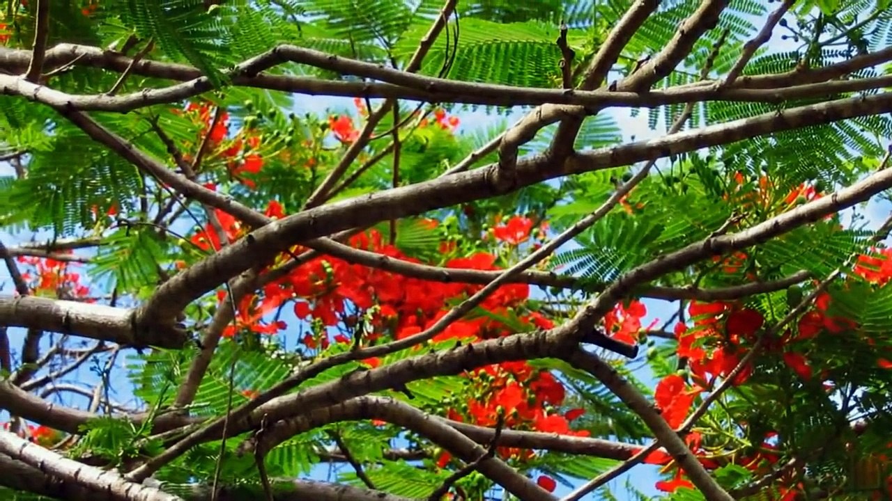 Phượng Buồn - Tuấn Vũ - tình ca tuổi học trò