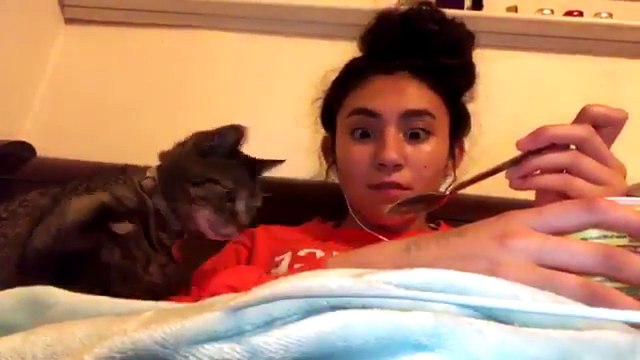 Cat snatches macaroni and cheese off spoon and into its mouth