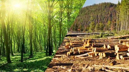 World Environment Day : Toilet Papers बन रहे 27,000 Trees कटने की वजह | Boldsky