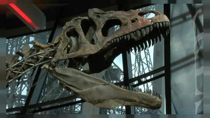 Un dinosaure "inconnu" acheté 2 millions d'euros